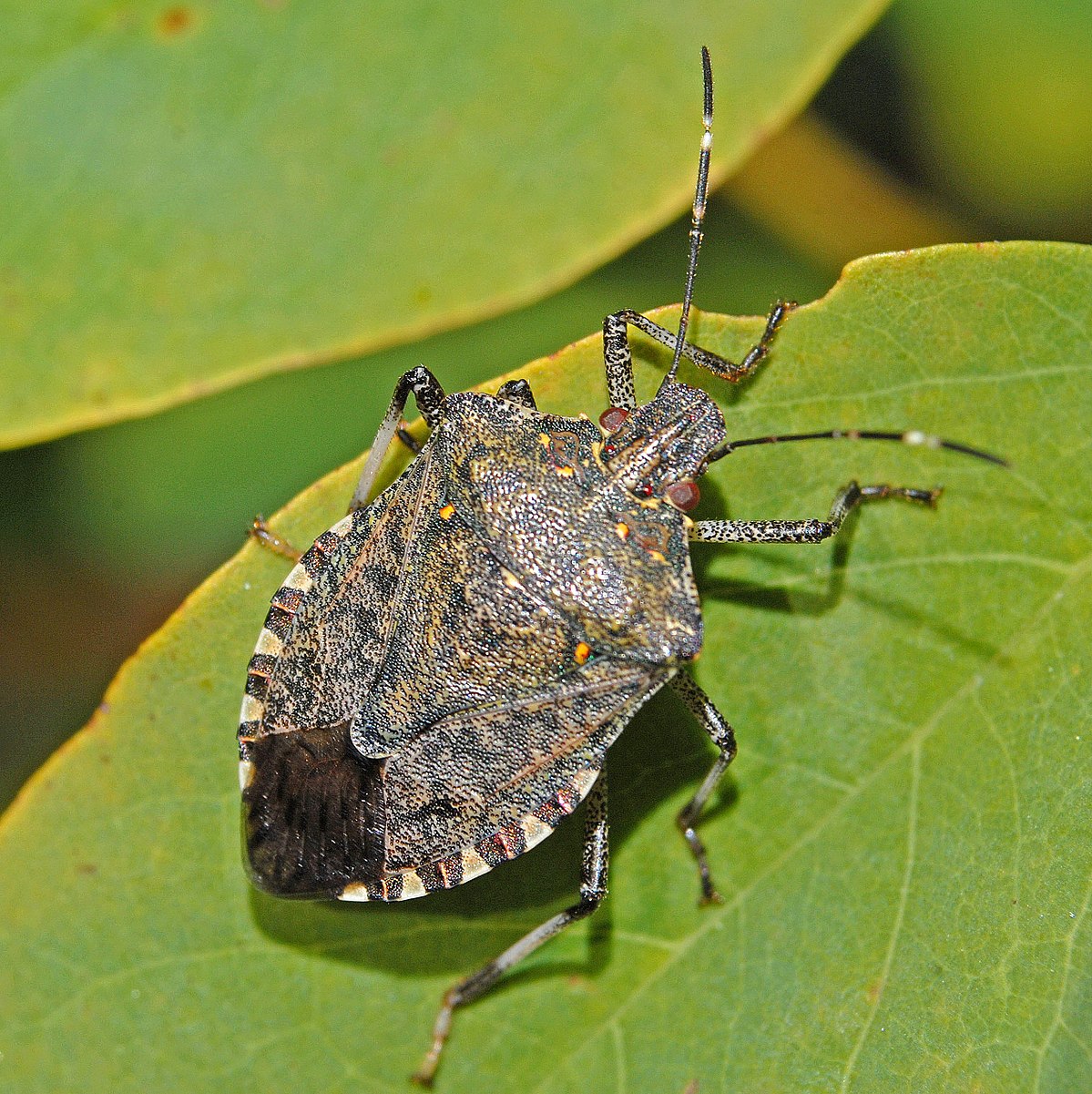 Stink Bug on Tulsi