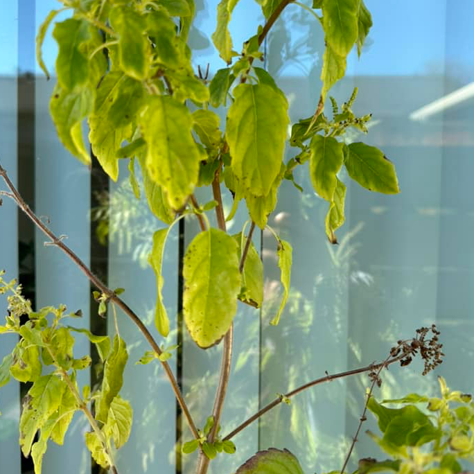 Tulsi Leaf Tips Turn Black