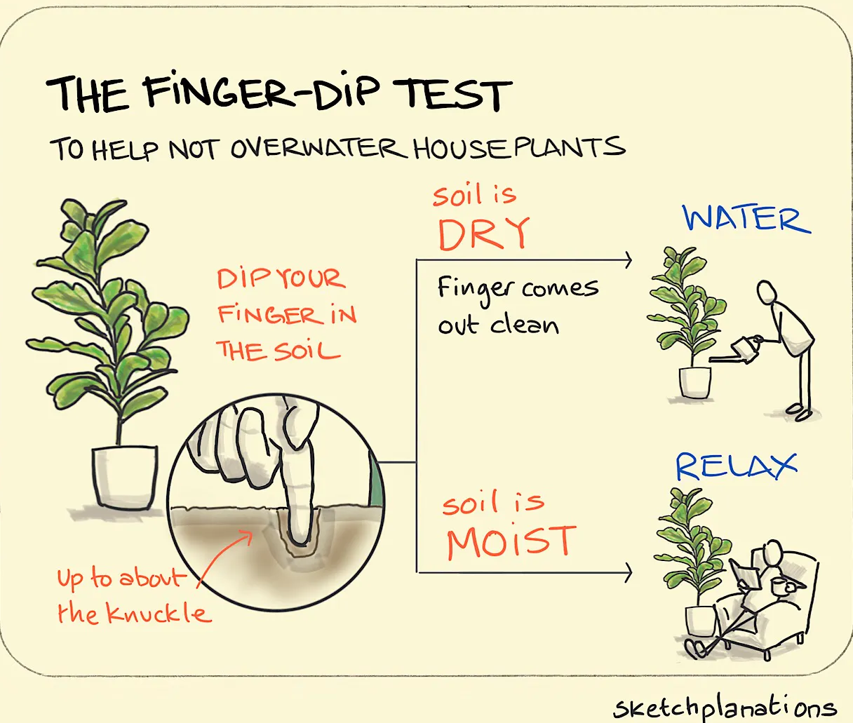 Only water when the top two inches of soil feel dry