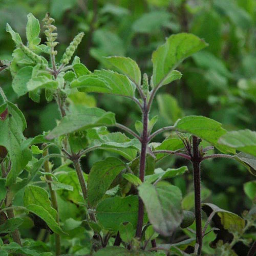 Unpleasant Odor from Tulsi