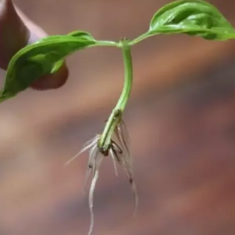 Lack of rooting of Tulsi plant