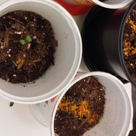 Repotting of Tulsi done at cotyledons stage