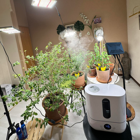 Humidifier for Tulsi in Cold and Dry Weather