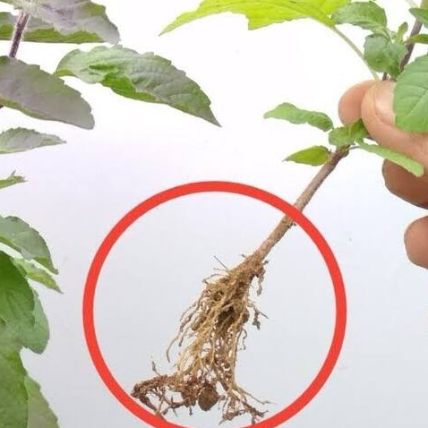 Damage to Roots of Tulsi