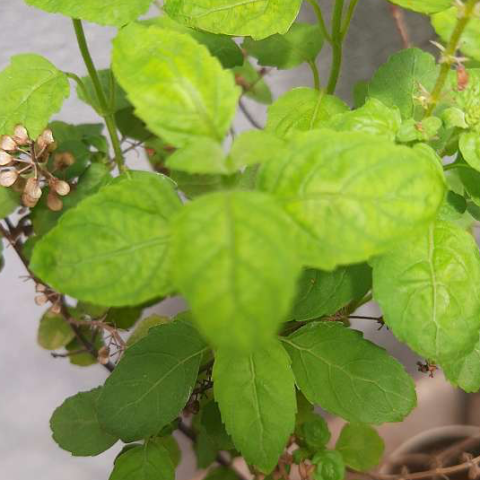 Yellowing of Leafs and Foliage of Tulsi