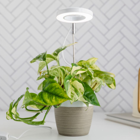 Artificial indoors lights for Tulsi Plant