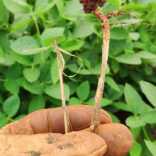 Tulsi Root Rot