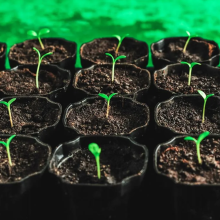 Early repotting of Tulsi plant when it only has cotyledons